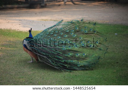 Peacock in the summer time
