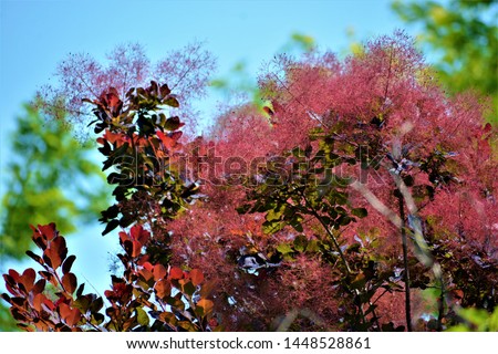 Smoke bush, Cotinus coggygria, is a deciduous shrub that's also commonly known as royal purple smoke bush, smokebush, smoke tree, and purple smoke tree.  Royalty-Free Stock Photo #1448528861