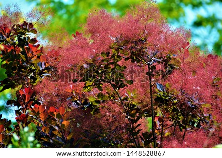 Smoke bush, Cotinus coggygria, is a deciduous shrub that's also commonly known as royal purple smoke bush, smokebush, smoke tree, and purple smoke tree.  Royalty-Free Stock Photo #1448528867