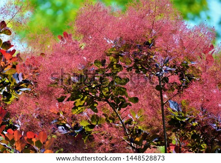 Smoke bush, Cotinus coggygria, is a deciduous shrub that's also commonly known as royal purple smoke bush, smokebush, smoke tree, and purple smoke tree.  Royalty-Free Stock Photo #1448528873
