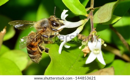 bees Royalty-Free Stock Photo #144853621