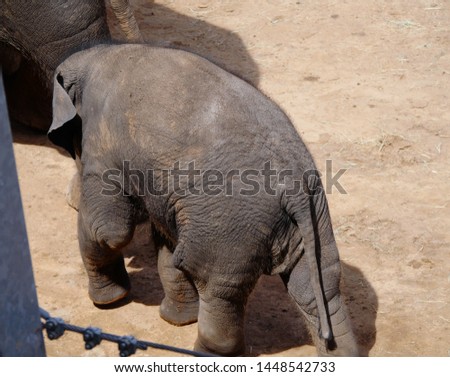 Top back view of a baby elephant