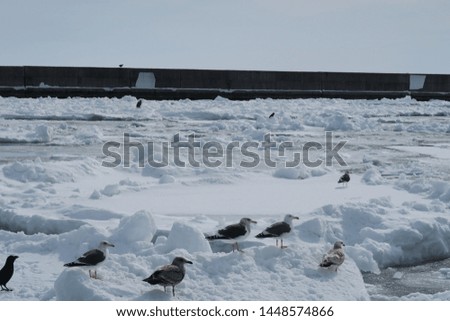 Landscape with birds on the winter seaside of Rausu, Hokkaido, Japan