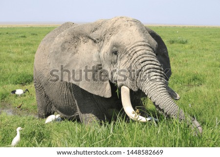 
Landscape with African elephant in Amboseli National Park in Kenya