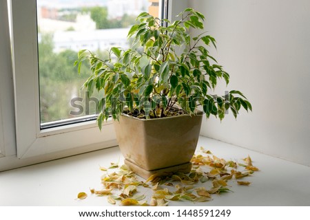 Take care of household plants and flowers. Flower got yellow and dry at home. Plant loosing dead yellow leaves  Royalty-Free Stock Photo #1448591249