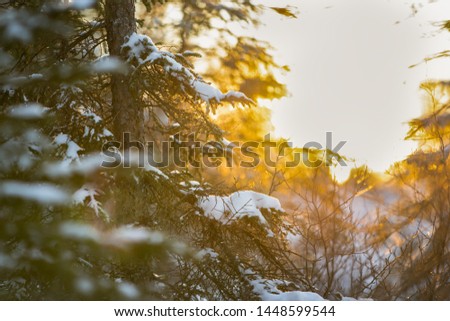 Forest in Winter at Sunset with Snow