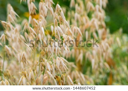 oat plant with grains - avena sativa in field Royalty-Free Stock Photo #1448607452