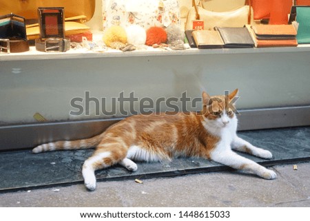 A Cat relaxing in Venice
