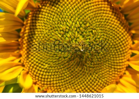 Bright yellow sunflower is illuminated by sunlight. Macro image of sunflower