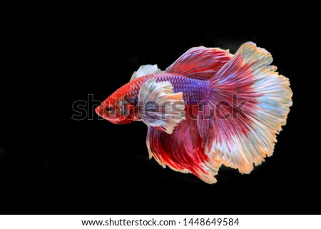 Colourful Betta fish,Siamese fighting fish in movement isolated on black background. Capture the moving moment of colourful siamese fighting fish isolated on black background, 