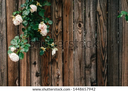 Pink roses with green leafs hanging over wooden fence. Floral element over wooden texture. Fine art background.