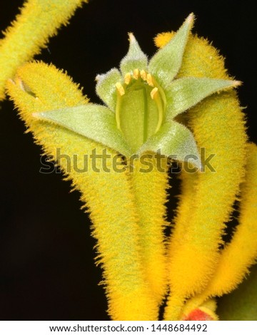 Anigozanthos flavidus (kangaroo paw), a species of Australian plants in the Bloodwort family Haemodoraceae.
