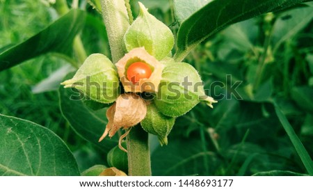 Withania Somnifera Stock Photos And Images Avopix Com