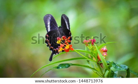 beautiful Narrow blue-banded swallowtail butterfly fly on flower bloom