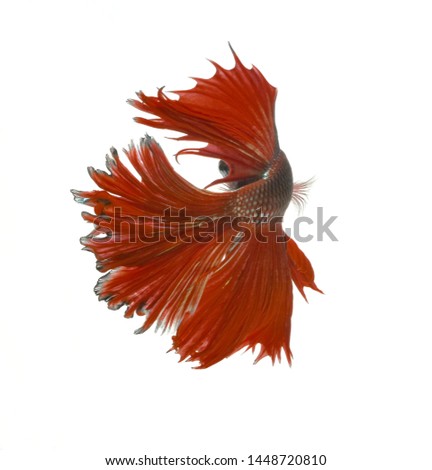 Siamese fighting fish in a fish tank with a white background, Thailand. 