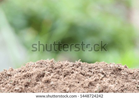Empty soil and blurred green background of the garden.