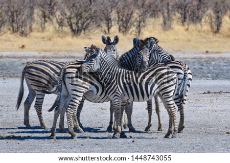 small group of zebras taken on safari holiday in a dry parched South African environment
