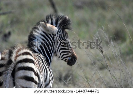 Safari photo of a young zebra in the Kruger national park, South Africa
