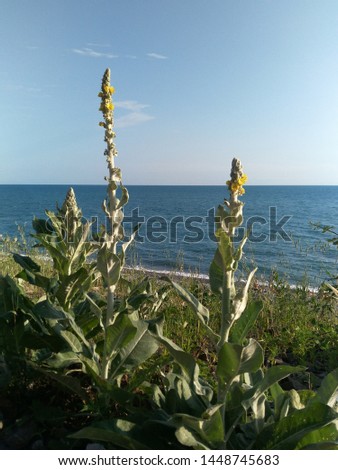the sea and the sky through the thickets of light-green plants with tiny yellow flowers. Gordolobo, mullein, narochnickaya with tomentose pubescence and spicate inflorescence. high coastal shrub of th