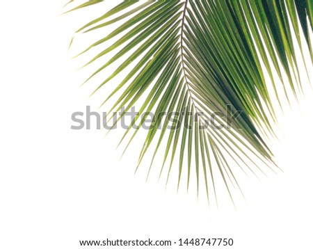 Green coconut leaf and space in the background