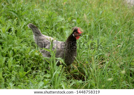 a chicken on a meadow in southern Bavaria, Germany