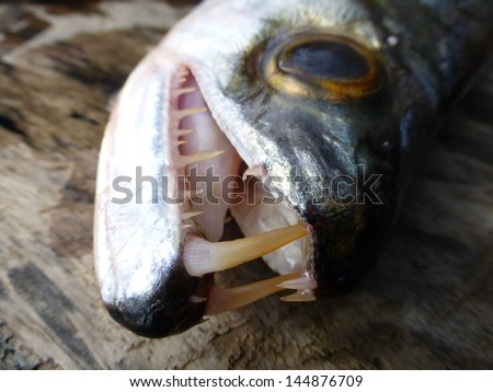 Payara, Dog Tooth Characin scientifically known as Hydrolycus scomberoides, is a type of game fish. It is found abundantly in Venezuela and in the Amazon basin. 