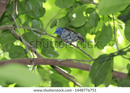 The Black-Naped blue Flycatcher sitting upright to catch its prey