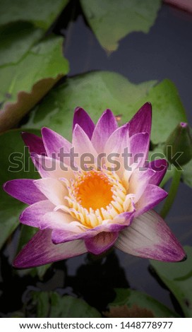 Natural waterlily, colorful flower, blooming in the water.