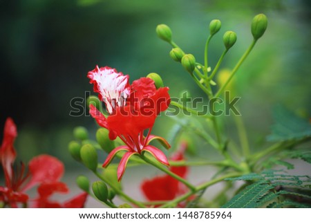The Buds and Blooms of a Flame Tree