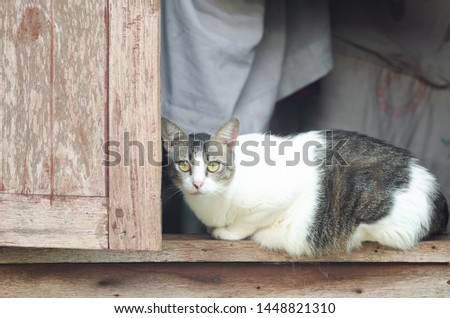 cat relax on wood window 