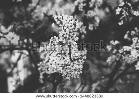 Black and white wild flowers
