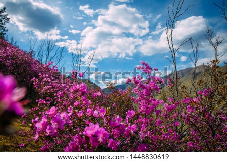Fabulous spring floral landscape, beautiful view with blooming pink rhododendrons on the hillside and fantastic sky. Flowering of maralnik or rosemary in the mountains. Wonderful world of nature.