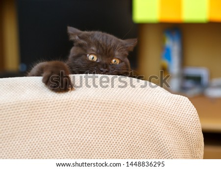 A sweet British kitten with big yellow eyes and sharp claws made a mess and is looking out of the armchair's back.
