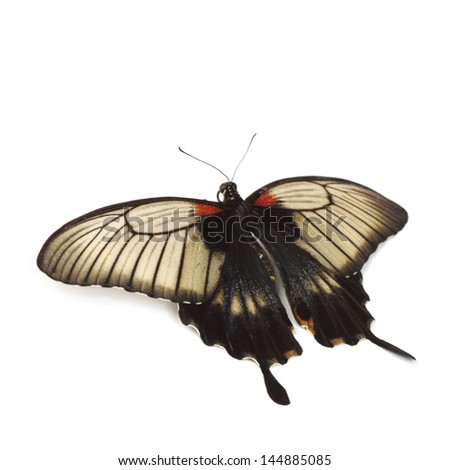 Papilio Lovii  isolated on white