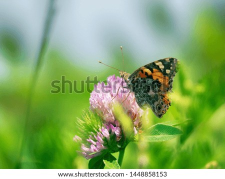 Painted lady butterfly on a clover flowers. The valley of the river Pshish, the Main Caucasian ridge. Characteristic summer photo