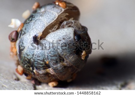 Insect Common woodlice in the form of a ball, a reaction to danger. Super macro, isolated on white background, colorful picture in detail, with stuck grains of sand