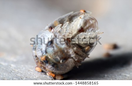 Insect Common woodlice in the form of a ball, a reaction to danger. Super macro, isolated on white background, colorful picture in detail, with stuck grains of sand