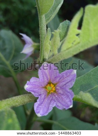 The beautiful purple colour bringle flower picture