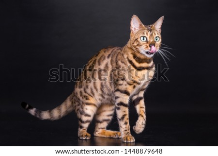 smiling face. Cat. portrait of a cat close up. beautiful bengal cat smiling. Cat shows her teeth.