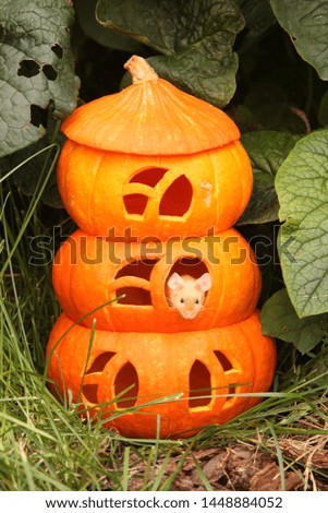 Mouse and pumpkin. Natural orange pumpkins house for Halloween party in garden. Food art, creative idea. Autumn fairy tale postcard. Fun Halloween animal, pet. Cute mouse, nature. Stay at home, mouse!
