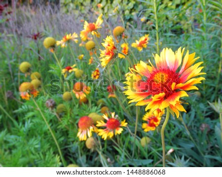 Bright red and yellow flowers with green leaves. Floral background
