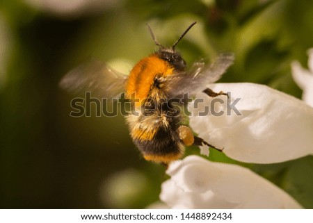 macro photo of bumblebee on white flower