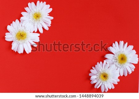 Large camomile flowers on a red background