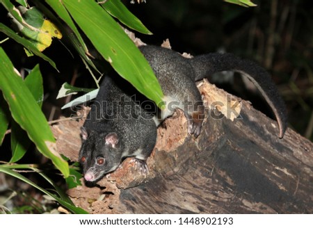 WITTA, QUEENSLAND, AUSTRALIA : Bobuck or mountain brushtail possum Trichosurus caninus, an arboreal marsupial, in montane rainforest in Witta Nature Reserve, SE Qld.