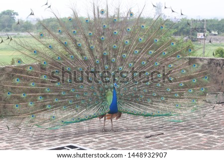 peacock is dancing on terrace