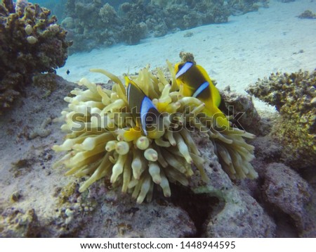 Clown fish nestle in anemone in tropical waters in the Red Sea. 