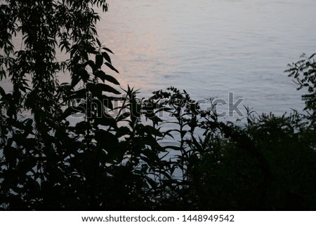 a bunch of bushes and trees with a river in the background.