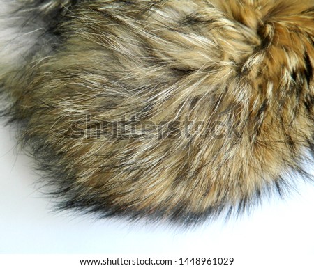 Raccoon fur on white background. Texture of animal fell