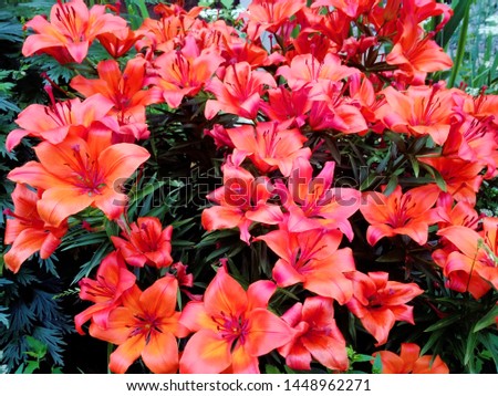 A large Bush of bright scarlet lilies.
