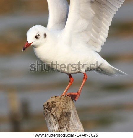 Seagull standing on a pole
